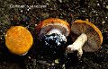 Cortinarius variecolor-amf616-1